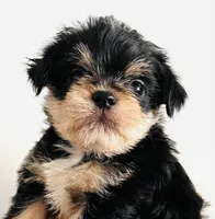 Durango, a male Miniature Schnauzer and Chihuahua for sale in Oklahoma City, OK – Photo 2 of 10