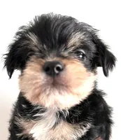 Durango, a male Miniature Schnauzer and Chihuahua for sale in Oklahoma City, OK – Photo 4 of 10