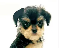 Durango, a male Miniature Schnauzer and Chihuahua for sale in Oklahoma City, OK – 1 of 10