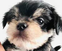 Durango, a male Miniature Schnauzer and Chihuahua for sale in Oklahoma City, OK – Photo 7 of 10