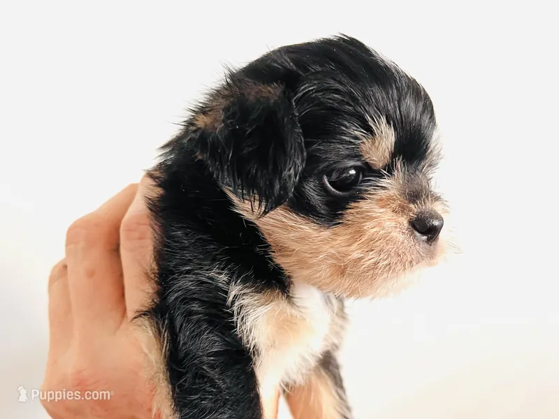 Durango – Miniature Schnauzer, Chihuahua puppy for sale in Oklahoma City, OK
