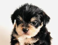 Durango, a male Miniature Schnauzer and Chihuahua for sale in Oklahoma City, OK – Photo 6 of 10