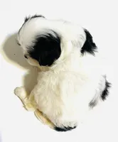 Dangle, a female Cavalier King Charles Spaniel and Japanese Chin for sale in Oklahoma City, OK – 5 of 7