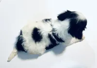 Dangle, a male Cavalier King Charles Spaniel and Japanese Chin for sale in Oklahoma City, OK – 6 of 9