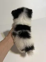 Chorus, a female Japanese Chin and Pomeranian for sale in Oklahoma City, OK – 5 of 8