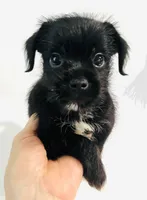Equinox, a male Miniature Schnauzer and Japanese Chin for sale in Oklahoma City, OK – 6 of 10