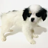 Pudsey, a female Cavalier King Charles Spaniel and Japanese Chin for sale in Oklahoma City, OK – Photo 5 of 8