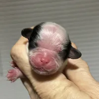 Pudsey, a female Cavalier King Charles Spaniel and Japanese Chin for sale in Oklahoma City, OK – Photo 7 of 8
