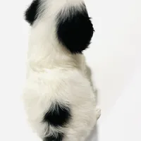 Pudsey, a female Cavalier King Charles Spaniel and Japanese Chin for sale in Oklahoma City, OK – Photo 6 of 8