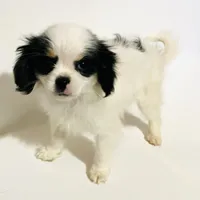 Pudsey, a female Cavalier King Charles Spaniel and Japanese Chin for sale in Oklahoma City, OK – Photo 4 of 8
