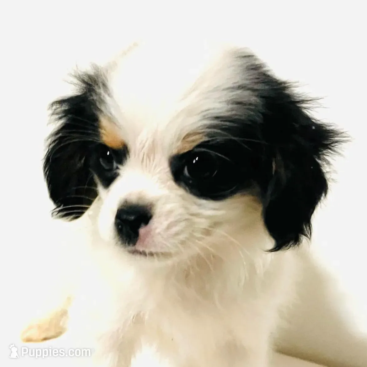 Pudsey, a female Cavalier King Charles Spaniel and Japanese Chin for sale in Oklahoma City, OK – Photo 3 of 8