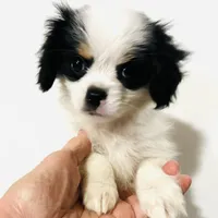 Pudsey, a female Cavalier King Charles Spaniel and Japanese Chin for sale in Oklahoma City, OK – Photo 2 of 8