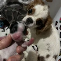 Pudsey, a female Cavalier King Charles Spaniel and Japanese Chin for sale in Oklahoma City, OK – Photo 8 of 8