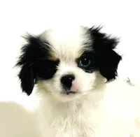 Pudsey, a female Cavalier King Charles Spaniel and Japanese Chin for sale in Oklahoma City, OK – Photo 1 of 8