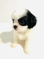 Jewel, a female Cavalier King Charles Spaniel and Japanese Chin for sale in Oklahoma City, OK – 5 of 9