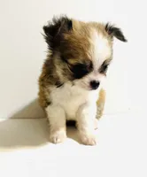 Three T Cup, a male Chihuahua for sale in Oklahoma City, OK – 6 of 9