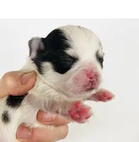 Inkblot, a male Pekingese for sale in Oklahoma City, OK – Photo 1 of 5