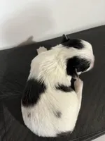 Inkblot, a male Pekingese for sale in Oklahoma City, OK – Photo 2 of 5