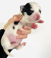 Inkblot, a male Pekingese for sale in Oklahoma City, OK – Photo 3 of 5