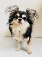 Inkblot, a male Pekingese for sale in Oklahoma City, OK – Photo 5 of 5