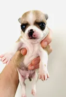Two, a female Cavalier King Charles Spaniel and Japanese Chin for sale in Oklahoma City, OK – 3 of 4