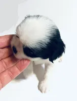Hoop, a male Cavalier King Charles Spaniel and Japanese Chin for sale in Oklahoma City, OK – 6 of 10