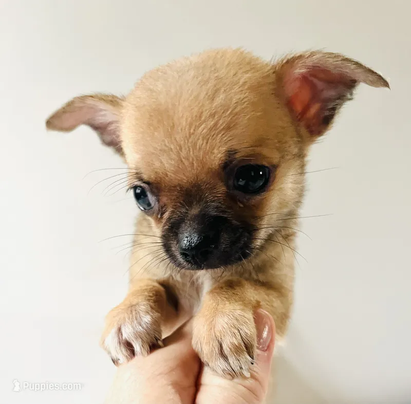 One T Cup – Chihuahua puppy for sale in Oklahoma City, OK