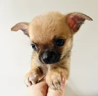 One T Cup, a male Chihuahua for sale in Oklahoma City, OK – 1 of 10