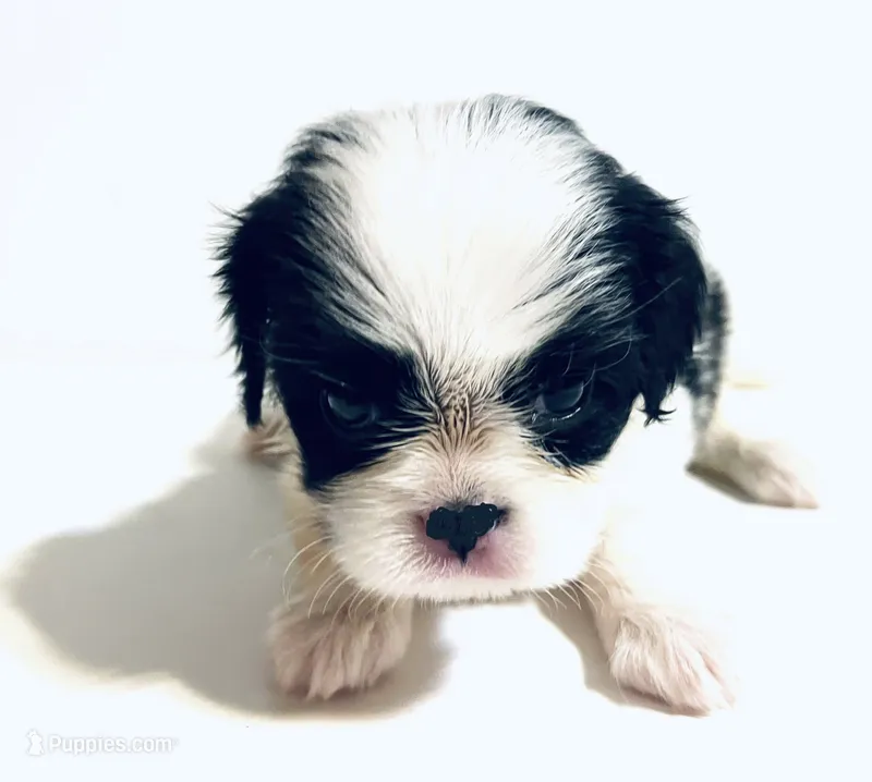 Stud – Cavalier King Charles Spaniel, Japanese Chin puppy for sale in Oklahoma City, OK