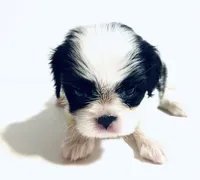 Stud, a male Cavalier King Charles Spaniel and Japanese Chin for sale in Oklahoma City, OK – 1 of 7