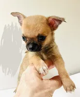 One T Cup, a male Chihuahua for sale in Oklahoma City, OK – 4 of 10