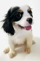 Stud, a male Cavalier King Charles Spaniel and Japanese Chin for sale in Oklahoma City, OK – 8 of 10