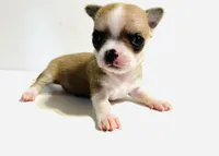 Two XSmall T Cup, a male Chihuahua for sale in Oklahoma City, OK – 10 of 10