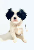 Dangle, a male Cavalier King Charles Spaniel and Japanese Chin for sale in Oklahoma City, OK – 7 of 9