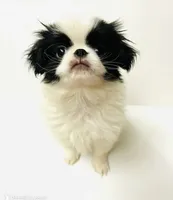 Solstice, a male Miniature Schnauzer and Japanese Chin for sale in Oklahoma City, OK – 9 of 10