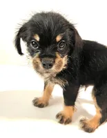 Solstice, a male Miniature Schnauzer and Japanese Chin for sale in Oklahoma City, OK – 4 of 10