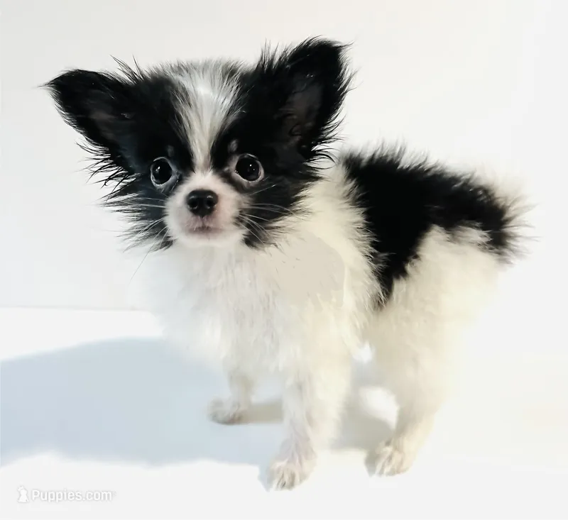 Genre XS T Cup – Japanese Chin, Pomeranian puppy for sale in Oklahoma City, OK
