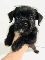 Equinox, a male Miniature Schnauzer and Japanese Chin for sale in Oklahoma City, OK – 8 of 10