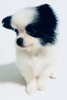 Chorus, a female Japanese Chin and Pomeranian for sale in Oklahoma City, OK – 8 of 8