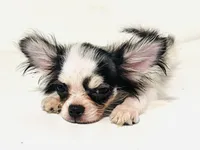 Inkblot, a male Chihuahua and Pekingese for sale in Oklahoma City, OK – 8 of 10