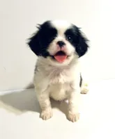Dangle, a male Cavalier King Charles Spaniel and Japanese Chin for sale in Oklahoma City, OK – 4 of 9