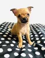 Five, a female Chihuahua for sale in Oklahoma City, OK – 5 of 7