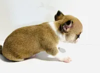 Two XSmall T Cup, a male Chihuahua for sale in Oklahoma City, OK – 9 of 10