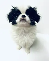 Solstice   **Sale**, a male Miniature Schnauzer and Japanese Chin for sale in Oklahoma City, OK – 10 of 10