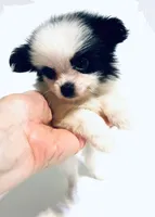 Chorus, a female Japanese Chin and Pomeranian for sale in Oklahoma City, OK – 4 of 8