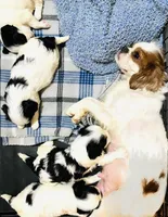 Stud, a male Cavalier King Charles Spaniel and Japanese Chin for sale in Oklahoma City, OK – 7 of 7