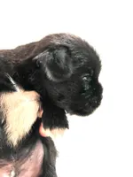 Equinox, a male Miniature Schnauzer and Japanese Chin for sale in Oklahoma City, OK – 3 of 5