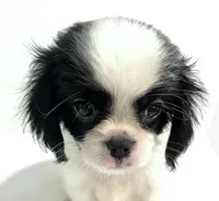 Hoop, a male Cavalier King Charles Spaniel and Japanese Chin for sale in Oklahoma City, OK – 4 of 10