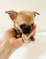 One T Cup, a male Chihuahua for sale in Oklahoma City, OK – 2 of 10