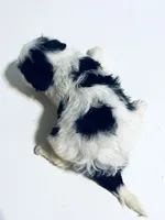 Stud, a male Cavalier King Charles Spaniel and Japanese Chin for sale in Oklahoma City, OK – 3 of 7